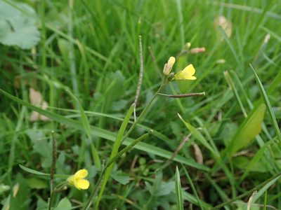 Diplotaxis muralis, photographed by Daniel Cahen