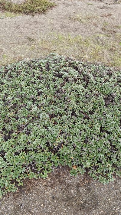 Phacelia argentea, photographed by Brodie Cass Talbott