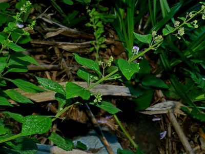 Isodon macrocalyx, photographed by Jacy Chen