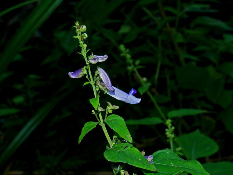 Isodon macrocalyx, photographed by Jacy Chen