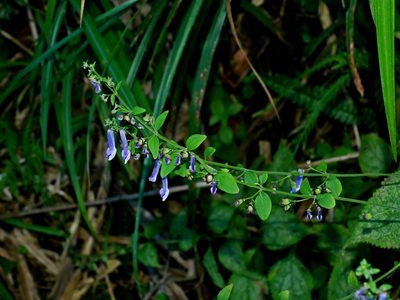 Isodon macrocalyx, photographed by Jacy Chen