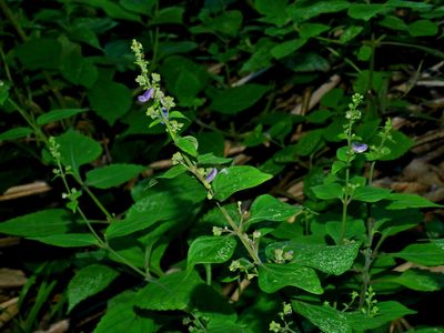 Isodon macrocalyx, photographed by Jacy Chen