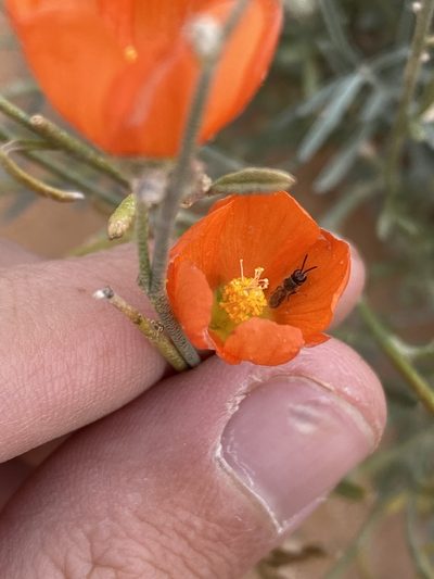 Sphaeralcea leptophylla, photographed by Elliott Gordon