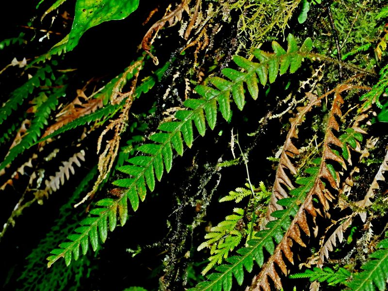 Phegopteris decursive-pinnata, photographed by Jacy Chen