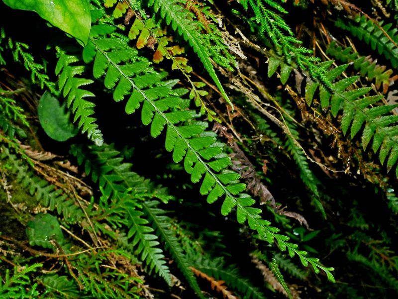 Osmolindsaea odorata, photographed by Jacy Chen