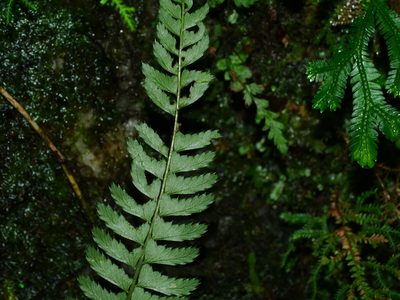 Polystichum hancockii, photographed by Jacy Chen