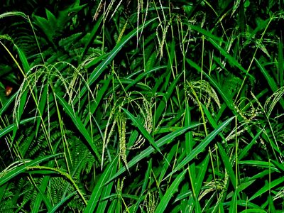 Microstegium geniculatum, photographed by Jacy Chen
