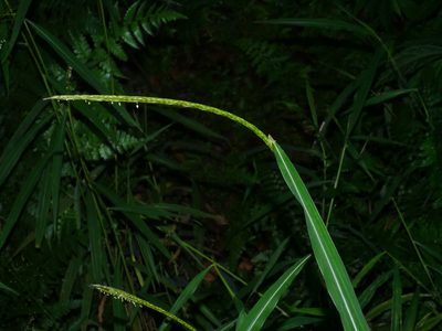 Microstegium geniculatum, photographed by Jacy Chen