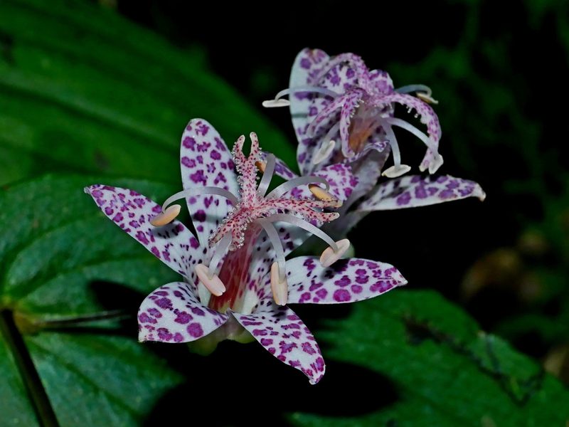 Tricyrtis suzukii, photographed by Jacy Chen
