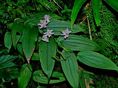 Tricyrtis suzukii, photographed by Jacy Chen
