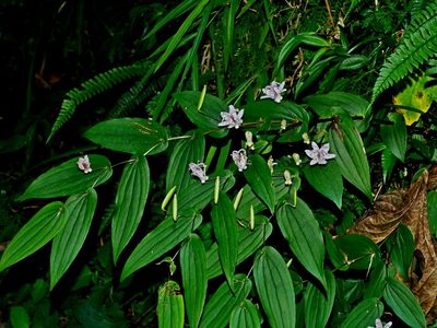 Tricyrtis suzukii, photographed by Jacy Chen