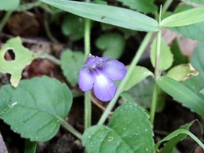 Torenia benthamiana, photographed by Toby Y