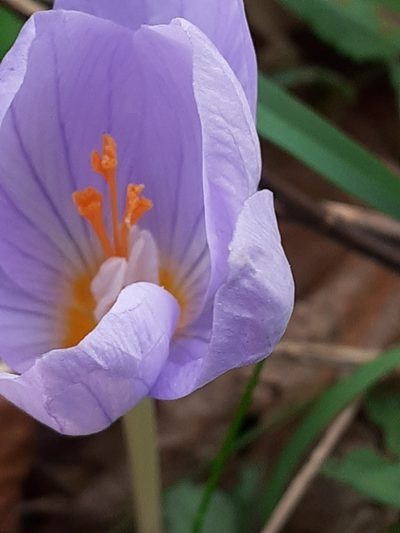 Crocus kotschyanus, photographed by SK53