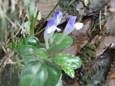 Scutellaria formosana, photographed by Toby Y