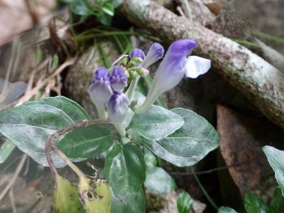 Scutellaria formosana, photographed by Toby Y