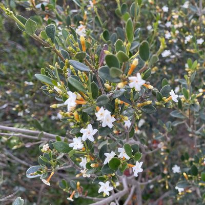 Alyxia buxifolia, photographed by Paul Coddington
