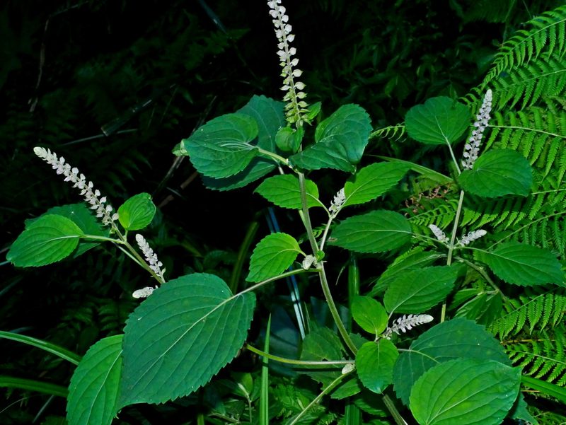 Collinsonia macrobracteata, photographed by Jacy Chen