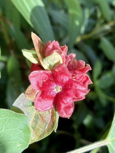 Clerodendrum canescens, photographed by Toby Y