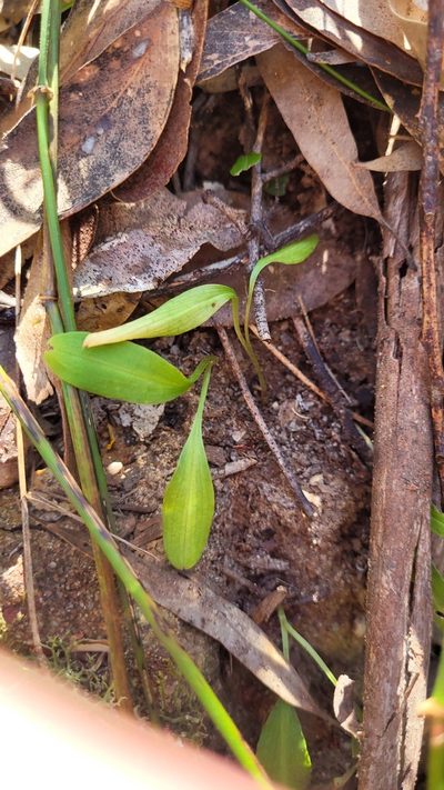 Chiloglottis trapeziformis, photographed by Eamonn Culhane