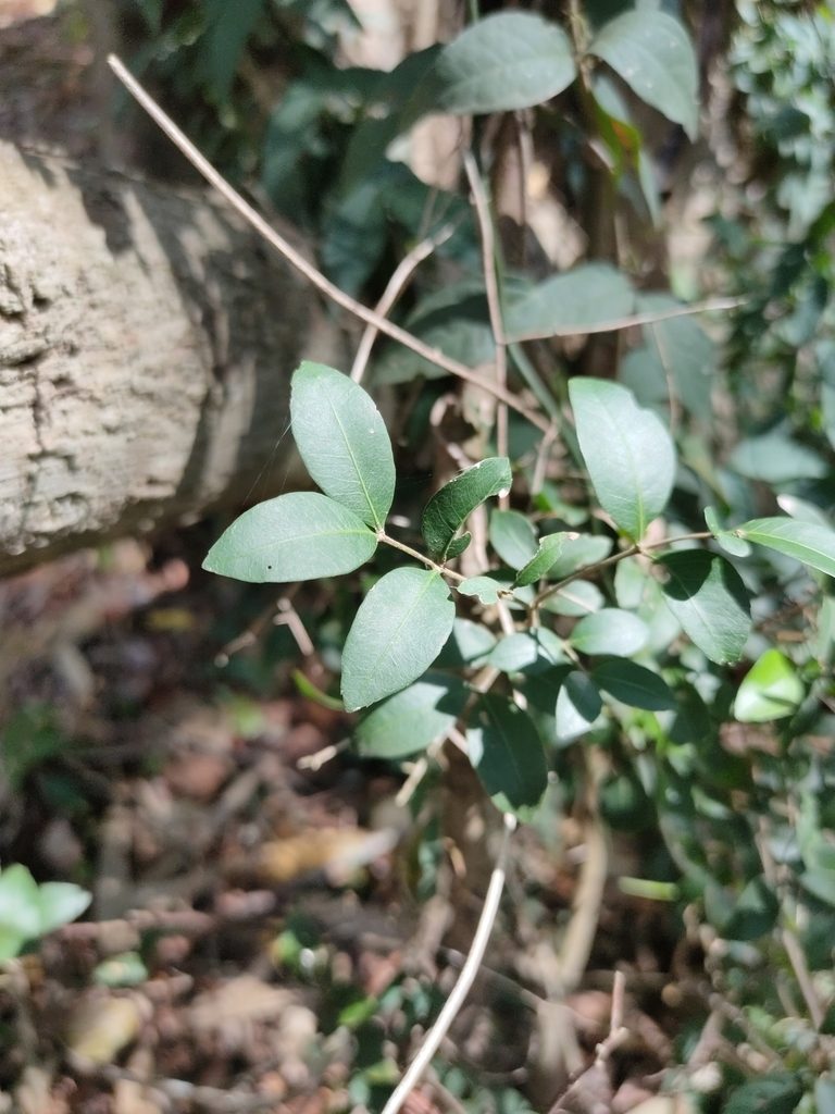 Arytera microphylla, photographed by Tony van Kampen