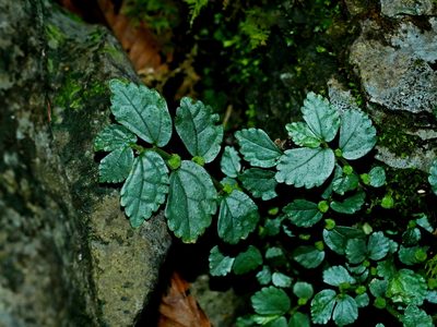 Elatostema microcephalanthum, photographed by Jacy Chen