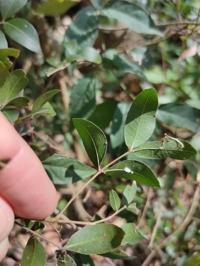 Arytera microphylla, photographed by Tony van Kampen
