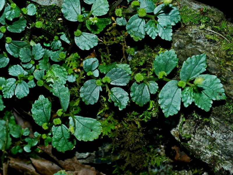Elatostema microcephalanthum, photographed by Jacy Chen