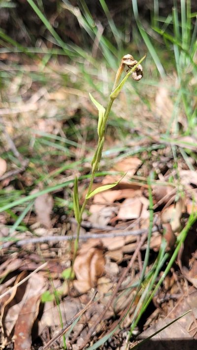 Pterostylis longifolia, photographed by Eamonn Culhane