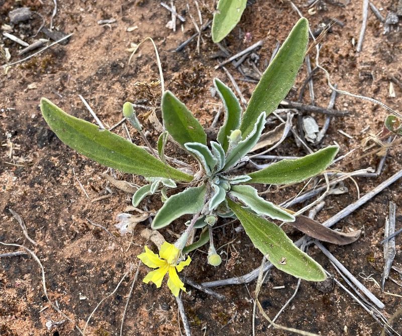 Goodenia willisiana, photographed by Paul Coddington