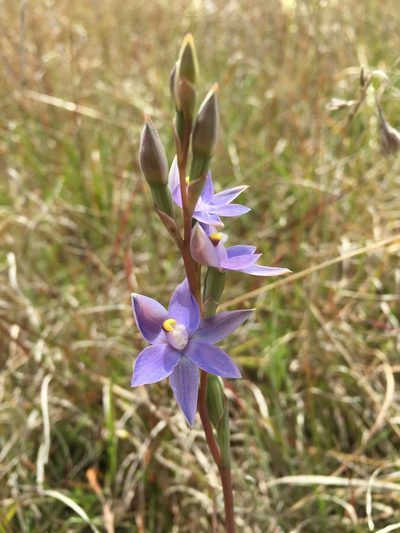 Thelymitra arenaria, photographed by Jane Canaway