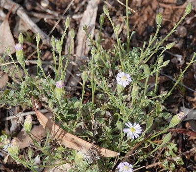 Vittadinia gracilis, photographed by Paul Coddington