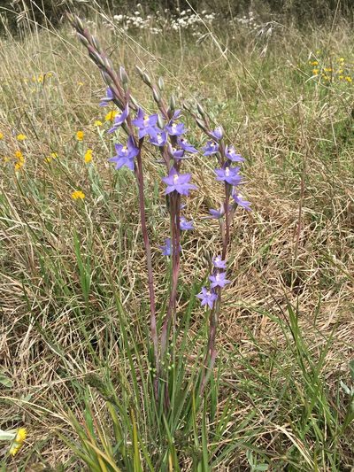 Thelymitra arenaria, photographed by Jane Canaway