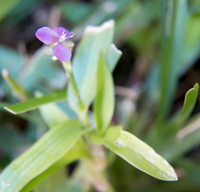 Murdannia nudiflora, photographed by Diana Foreman