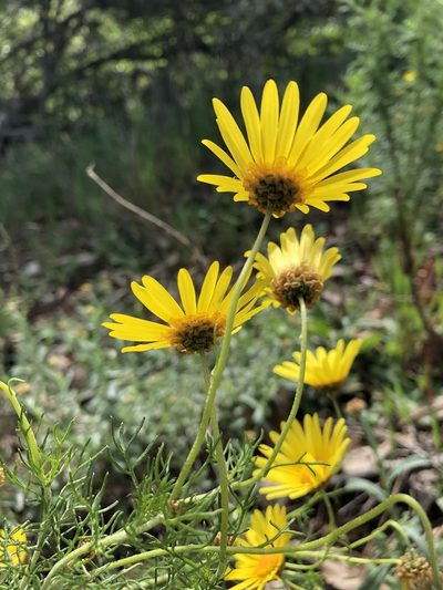 Ursinia scariosa, photographed by Caroline Voget