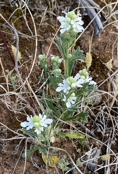 Teucrium sessiliflorum, photographed by Paul Coddington