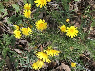 Ursinia scariosa, photographed by Caroline Voget