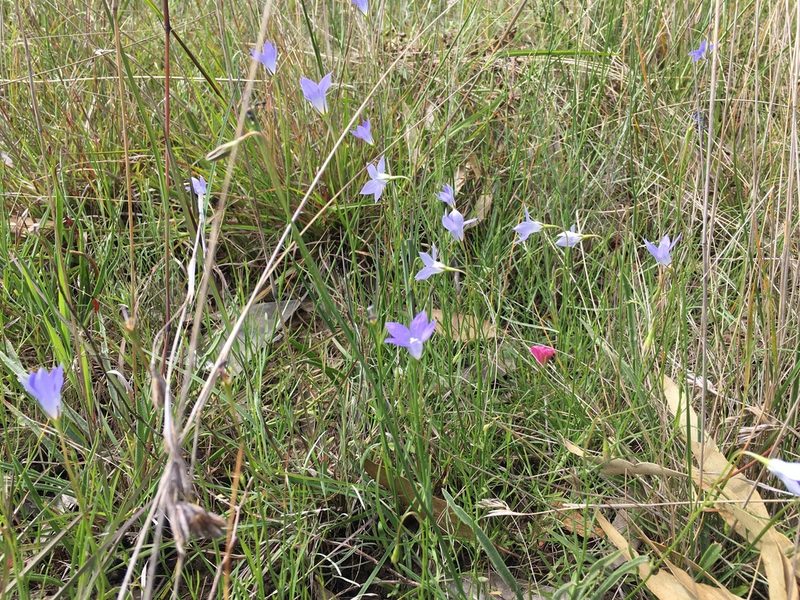 Wahlenbergia capillaris, photographed by Jane Canaway