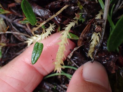 Selaginella spinulosa, photographed by Ellyne Geurts