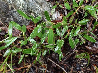 Dryas integrifolia, photographed by Ellyne Geurts