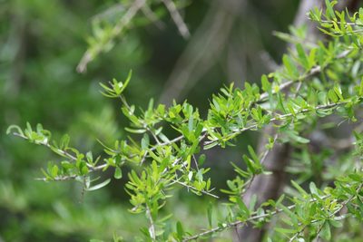 Pittosporum viscidum, photographed by Greg Tasney