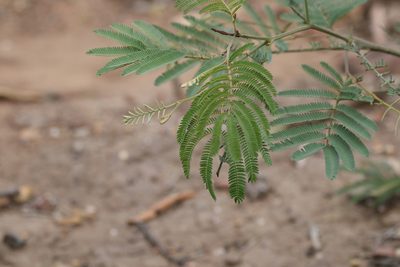 Acacia glaucocarpa, photographed by Greg Tasney