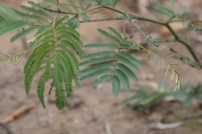 Acacia glaucocarpa, photographed by Greg Tasney