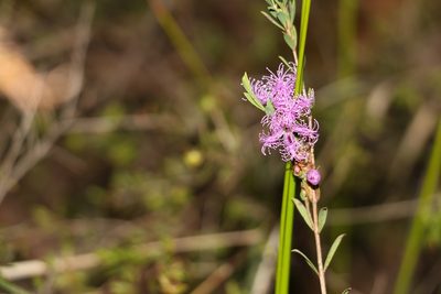 Melaleuca thymifolia, photographed by Greg Tasney