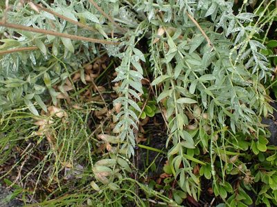 Oxytropis splendens, photographed by Ellyne Geurts