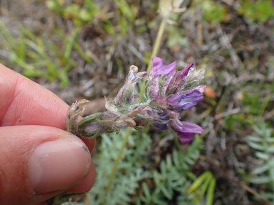 Oxytropis splendens, photographed by Ellyne Geurts