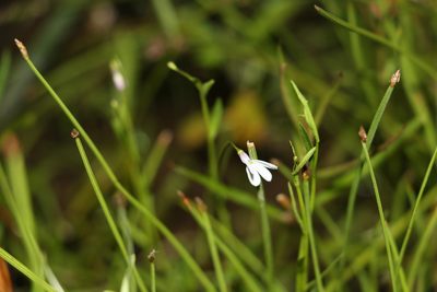 Lobelia stenophylla, photographed by Greg Tasney