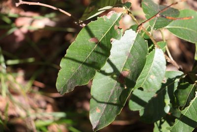 Bridelia exaltata, photographed by Greg Tasney
