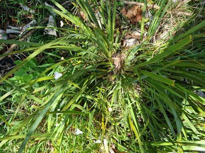 Libertia ixioides, photographed by gnapp