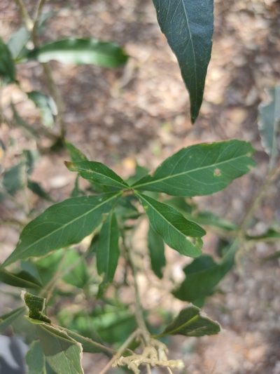 Notelaea punctata, photographed by Tony van Kampen
