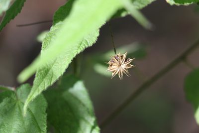 Abutilon oxycarpum, photographed by Greg Tasney